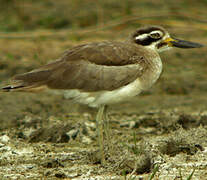 Great Stone-curlew