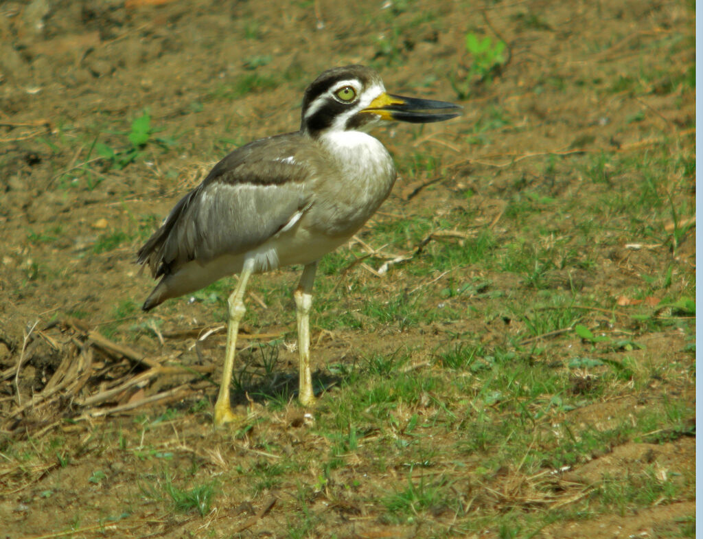 Great Stone-curlew