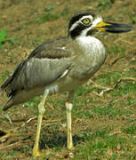 Great Stone-curlew