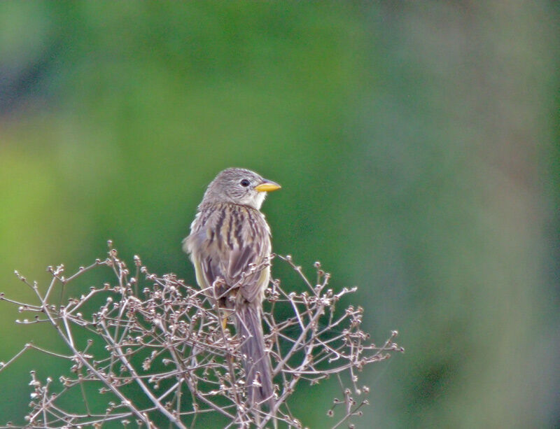 Wedge-tailed Grass Finch