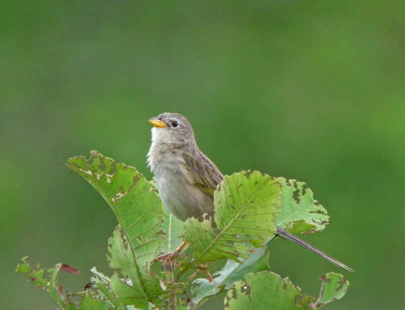 Wedge-tailed Grass Finch