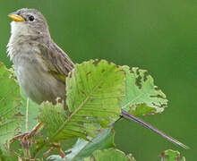 Wedge-tailed Grass Finch