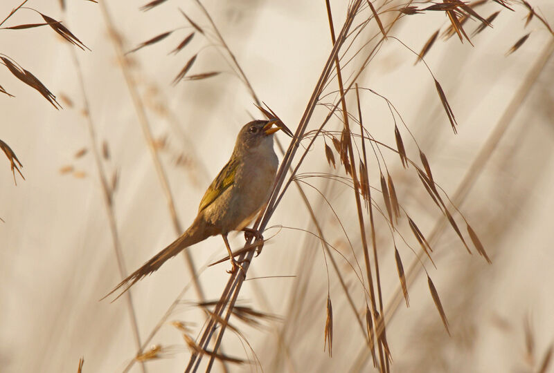 Wedge-tailed Grass Finch