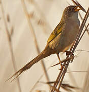 Wedge-tailed Grass Finch