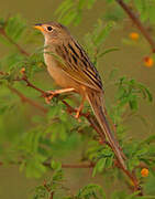 Wedge-tailed Grass Finch