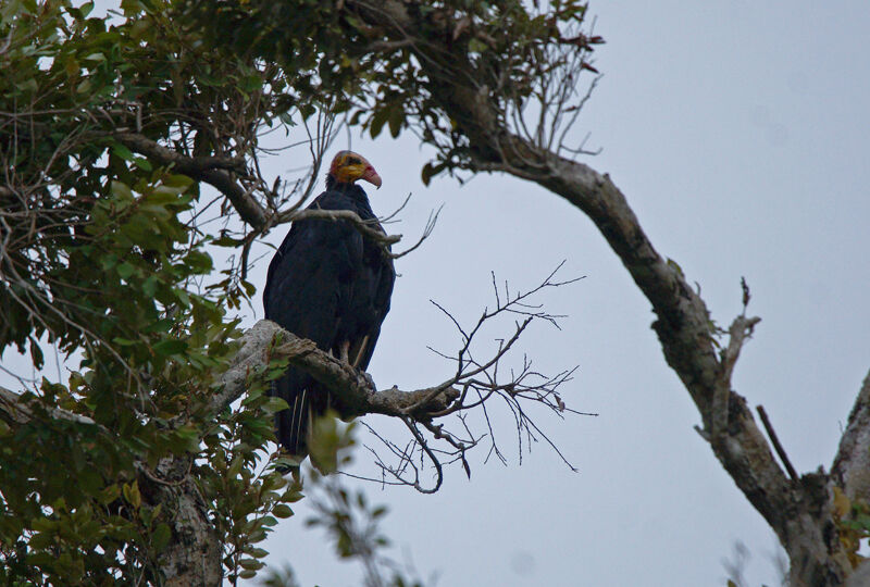 Greater Yellow-headed Vulture