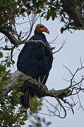 Greater Yellow-headed Vulture