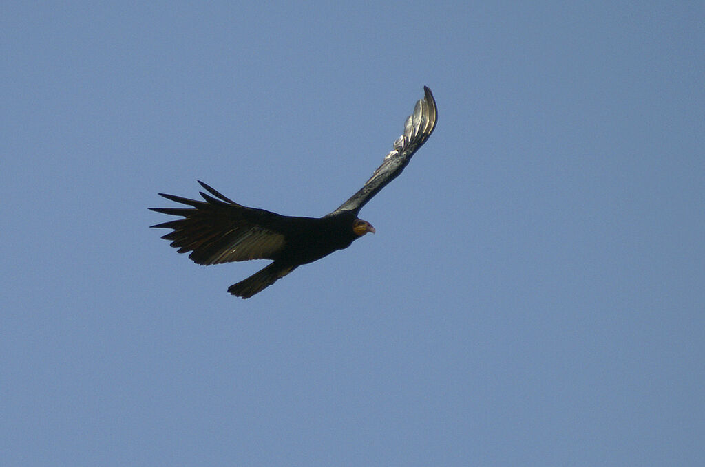 Greater Yellow-headed Vulture