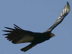 Greater Yellow-headed Vulture