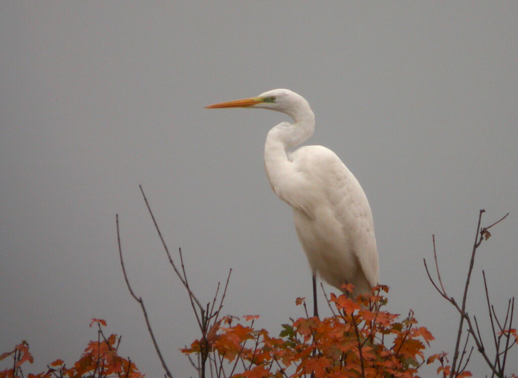 Grande Aigrette