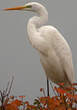 Grande Aigrette