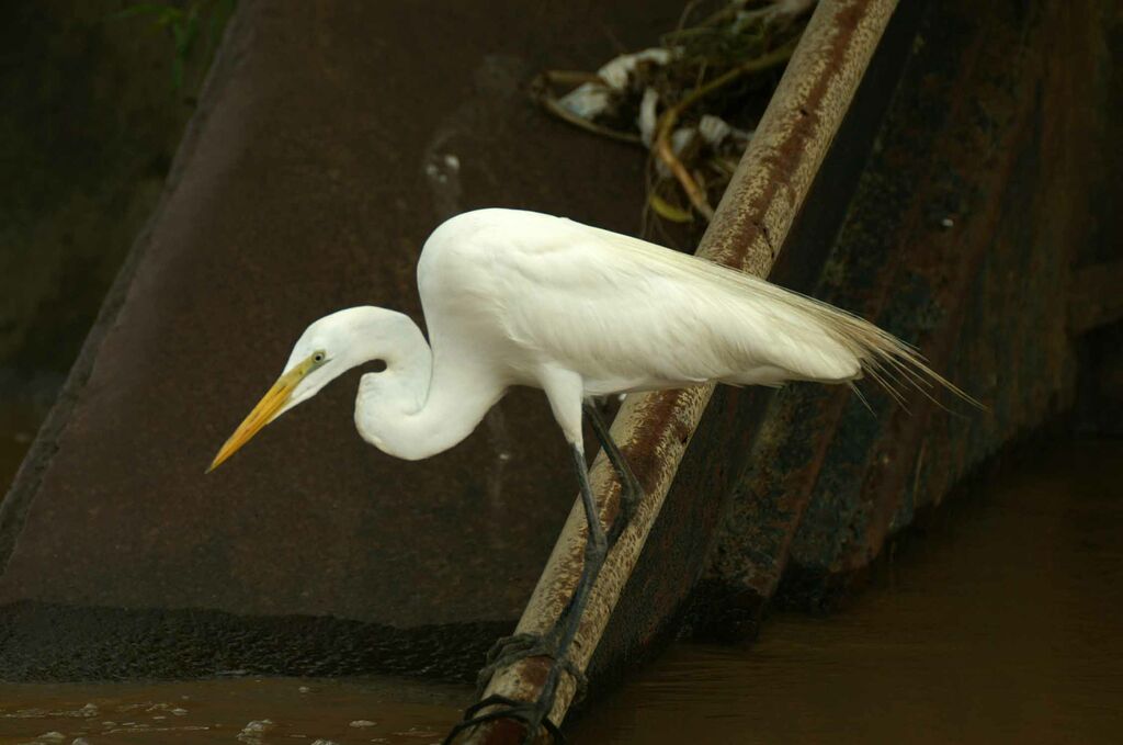 Grande Aigrette