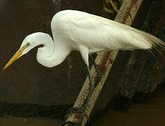 Grande Aigrette