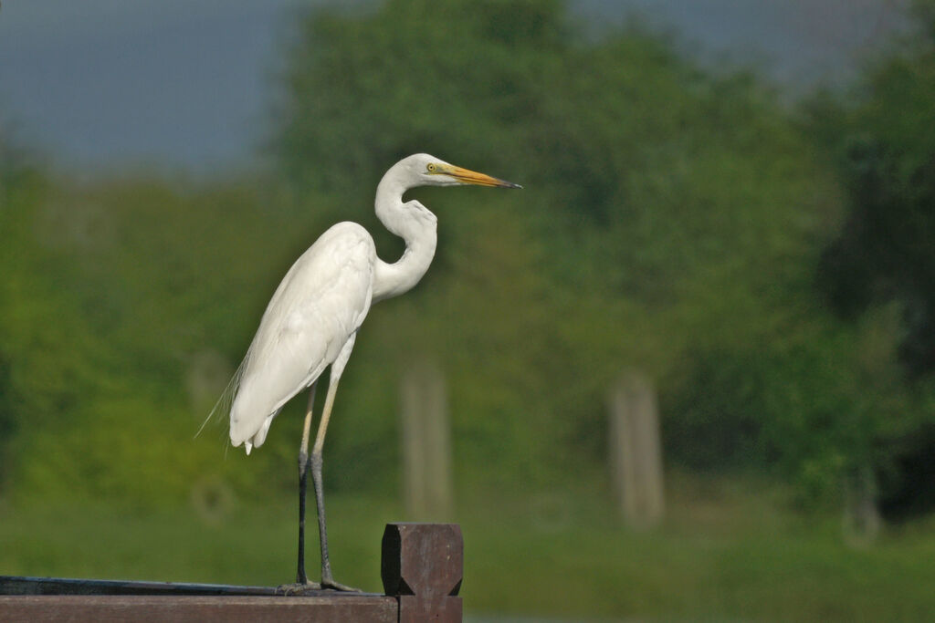 Grande Aigrette