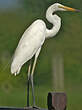 Grande Aigrette