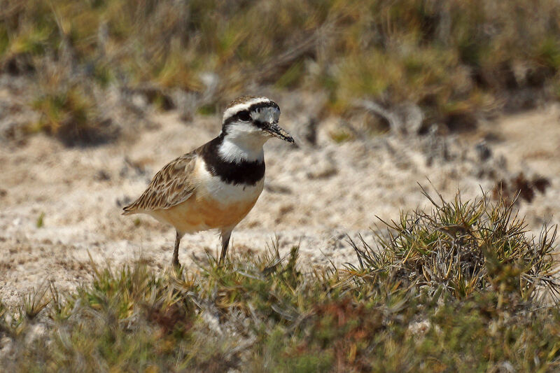 Madagascan Plover