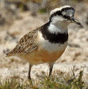 Madagascar Plover