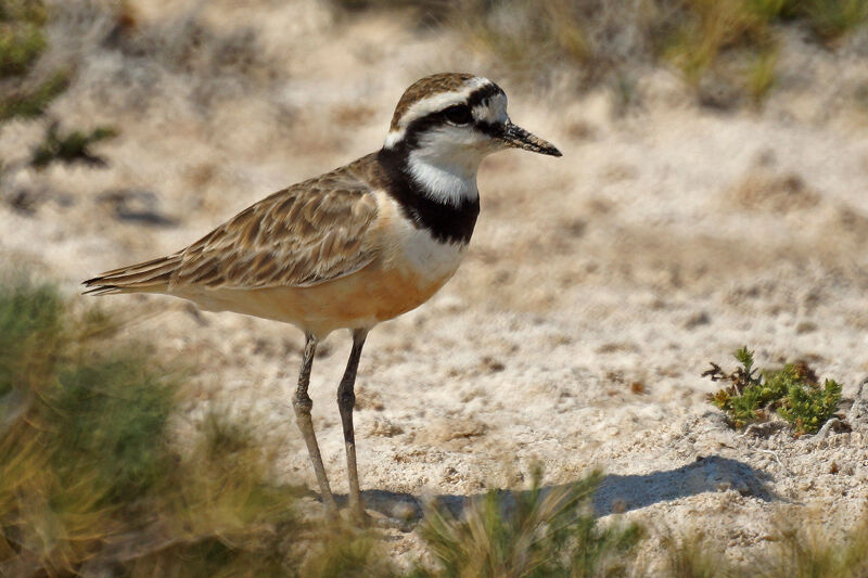 Madagascan Plover