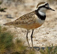 Madagascar Plover