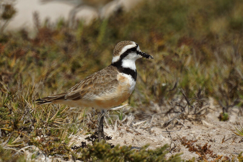 Madagascan Plover