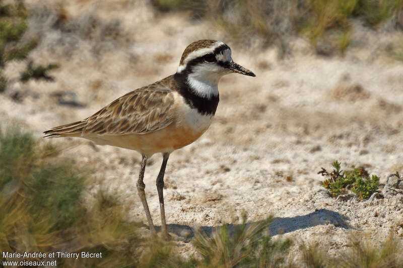 Madagascar Plover, identification