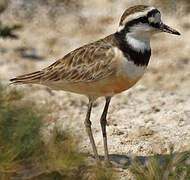 Madagascan Plover