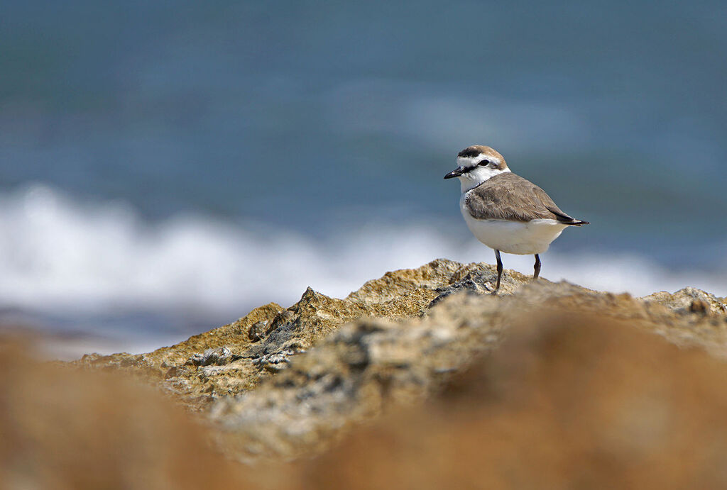 Kentish Plover