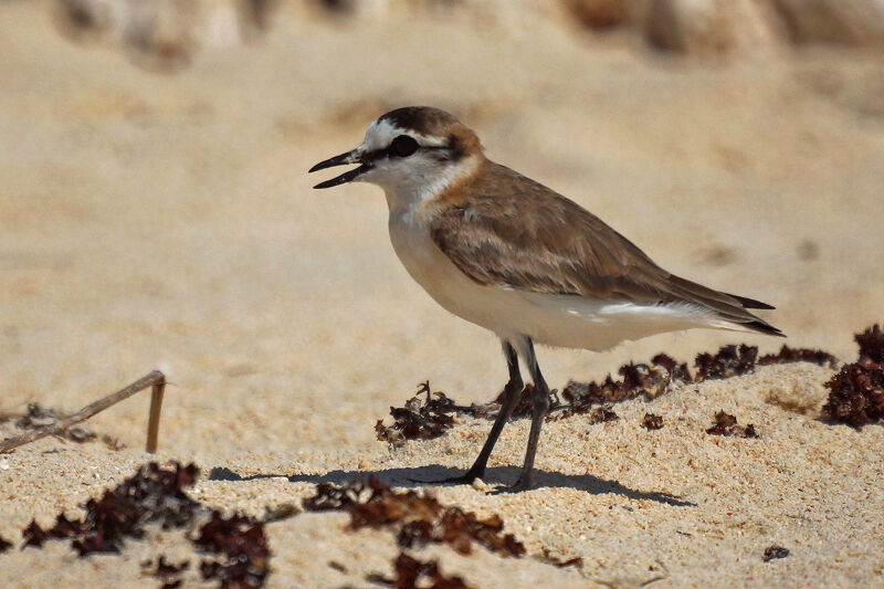 White-fronted Plover