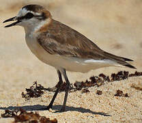 White-fronted Plover