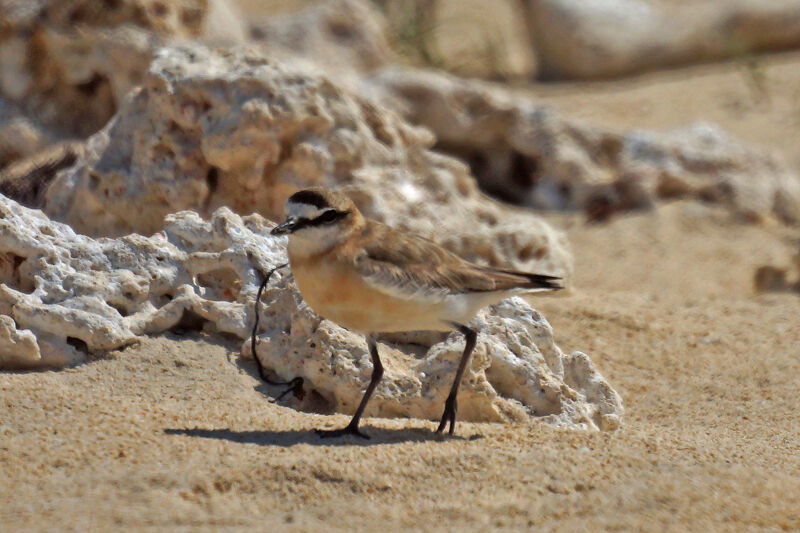 White-fronted Plover