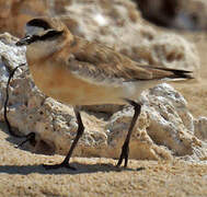 White-fronted Plover