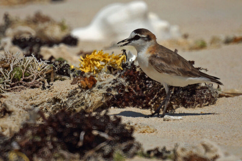 White-fronted Plover