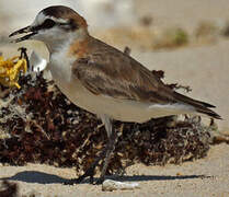 White-fronted Plover