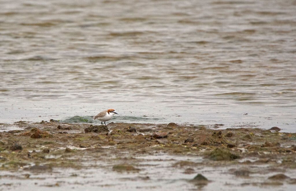 Red-capped Plover