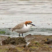 Red-capped Plover