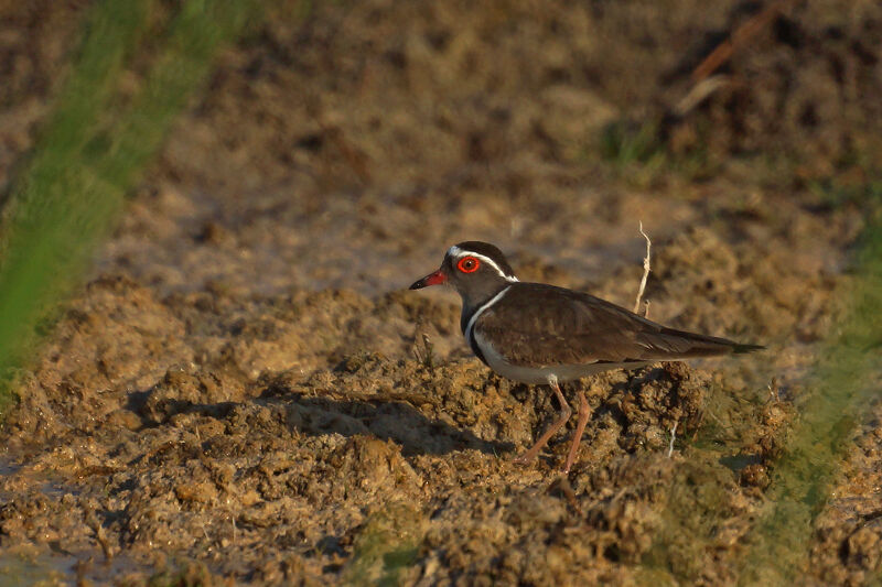 Three-banded Plover