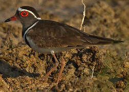 Three-banded Plover