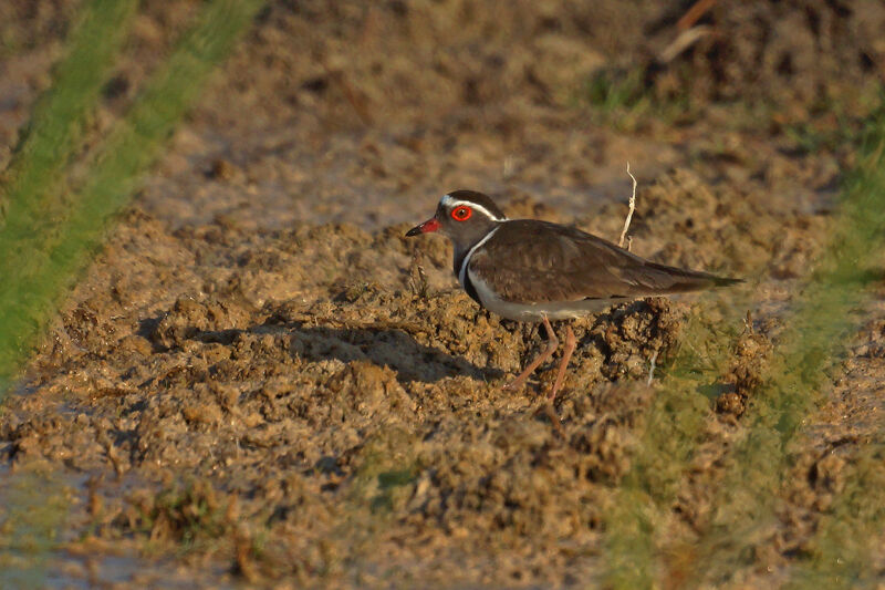 Three-banded Plover