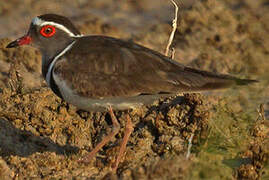 Three-banded Plover