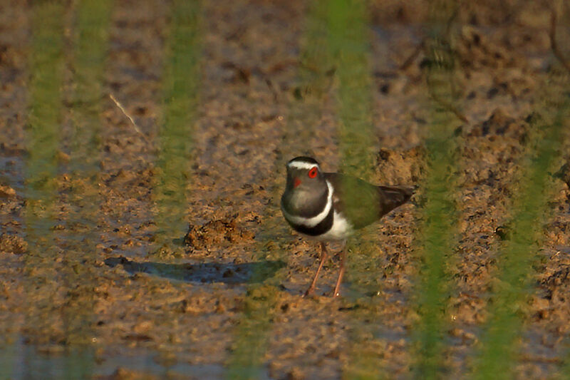 Three-banded Plover