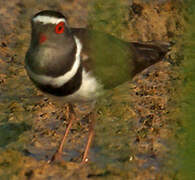 Three-banded Plover