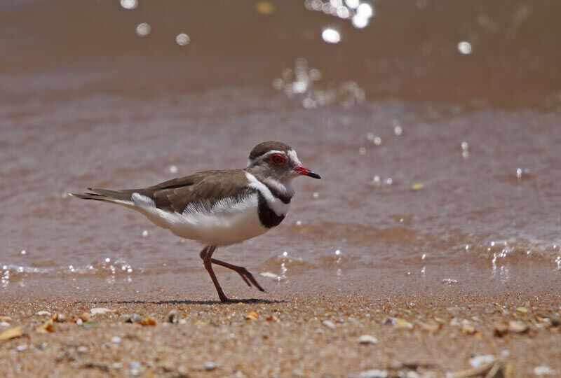 Three-banded Plover