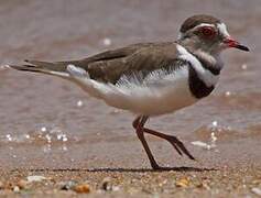 Three-banded Plover