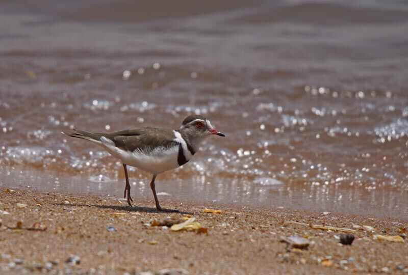 Three-banded Plover