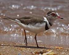 Three-banded Plover