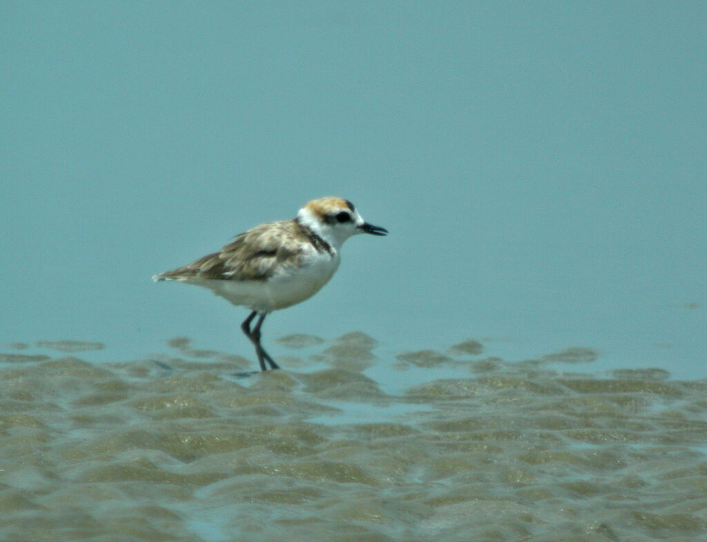 Malaysian Plover