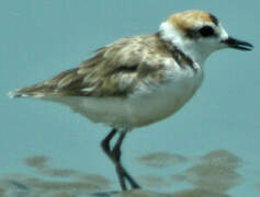 Malaysian Plover