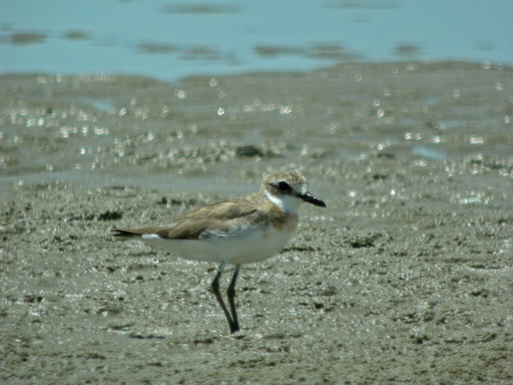 Lesser Sand Plover