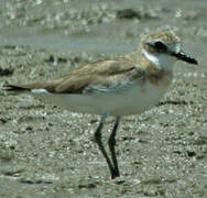 Siberian Sand Plover