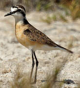 Kittlitz's Plover